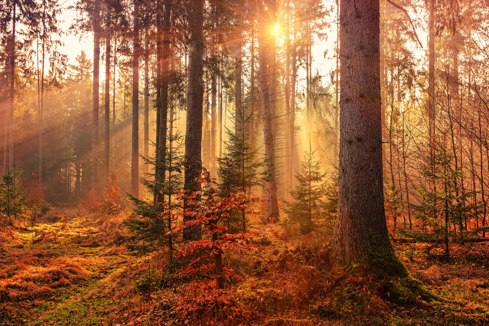 Sunlight through trees